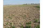 Property photo 4 - 172 Acres Offered in 3 Tracts - Prime Farmland